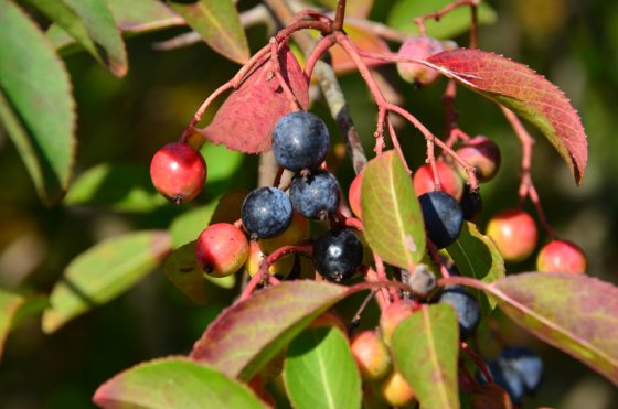 Blue-black berries set against reddish purple foliage. 